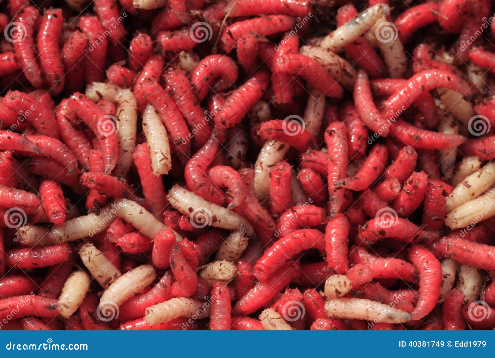 Fishing Bait Red and White Maggots Stock Image - Image of maggot