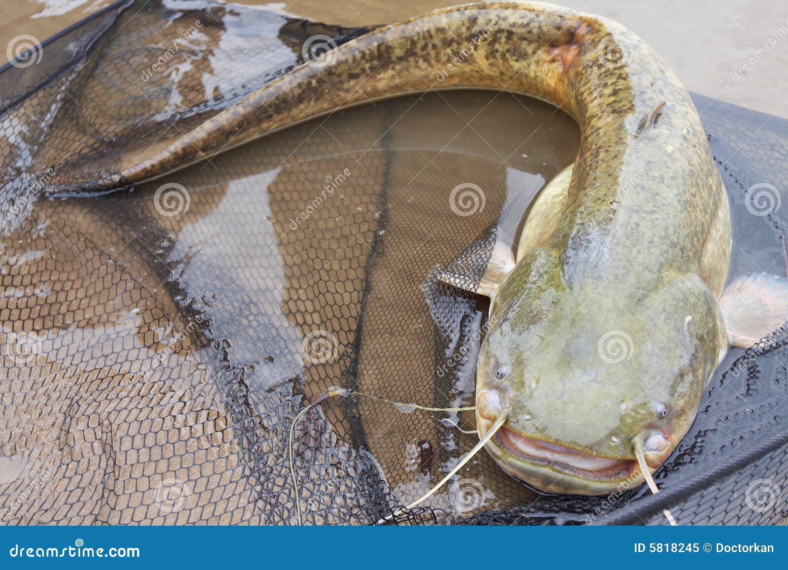 Fishing. Big cat Fish! stock image. Image of trophy, river 5818245