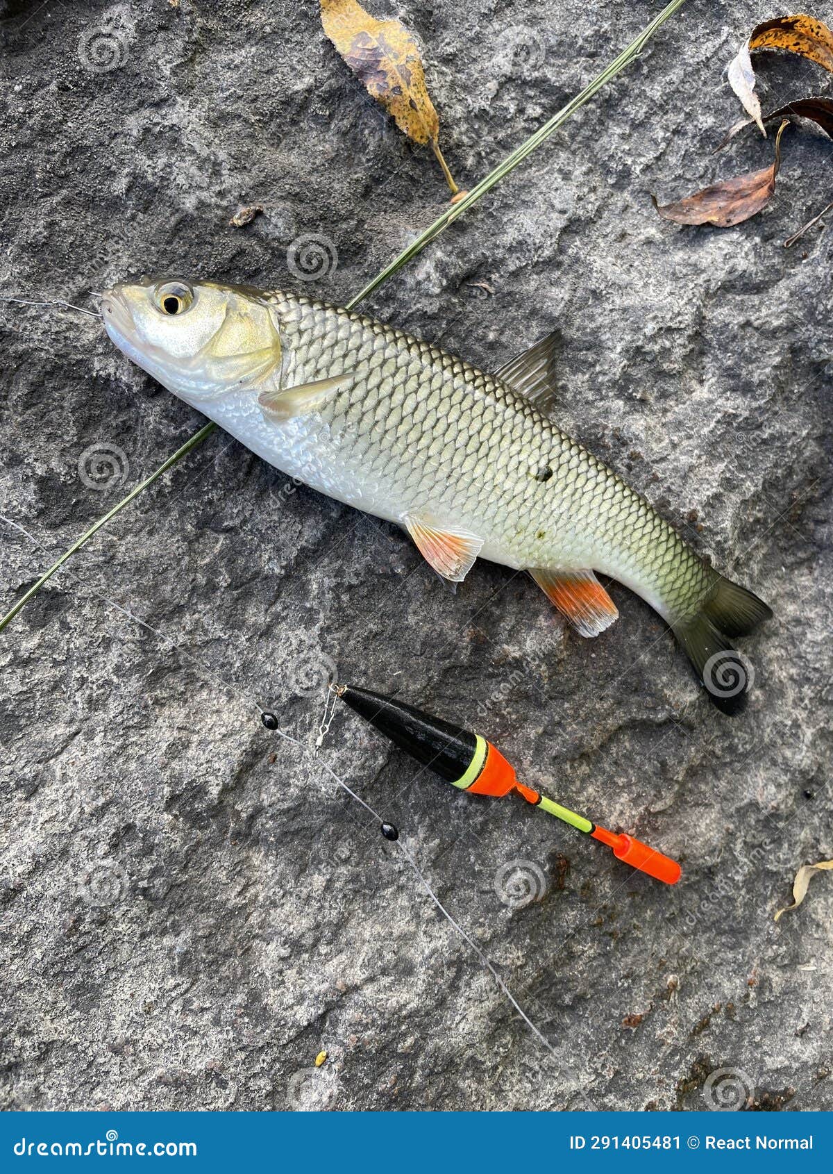 Fishing Big Chub in the Small River Stock Image - Image of fish, float:  291405481