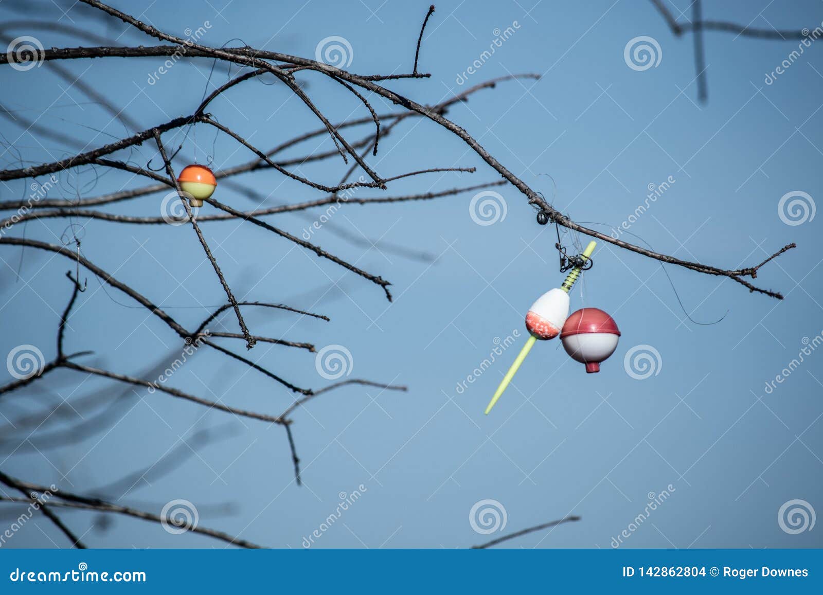 Fishing Bobbers Caught in a Tree Stock Photo - Image of tree, hooks:  142862804
