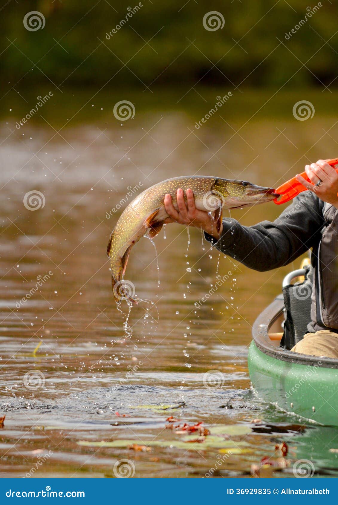 Fishing in a Canoe for a Pike Fish Stock Image Image of paddle