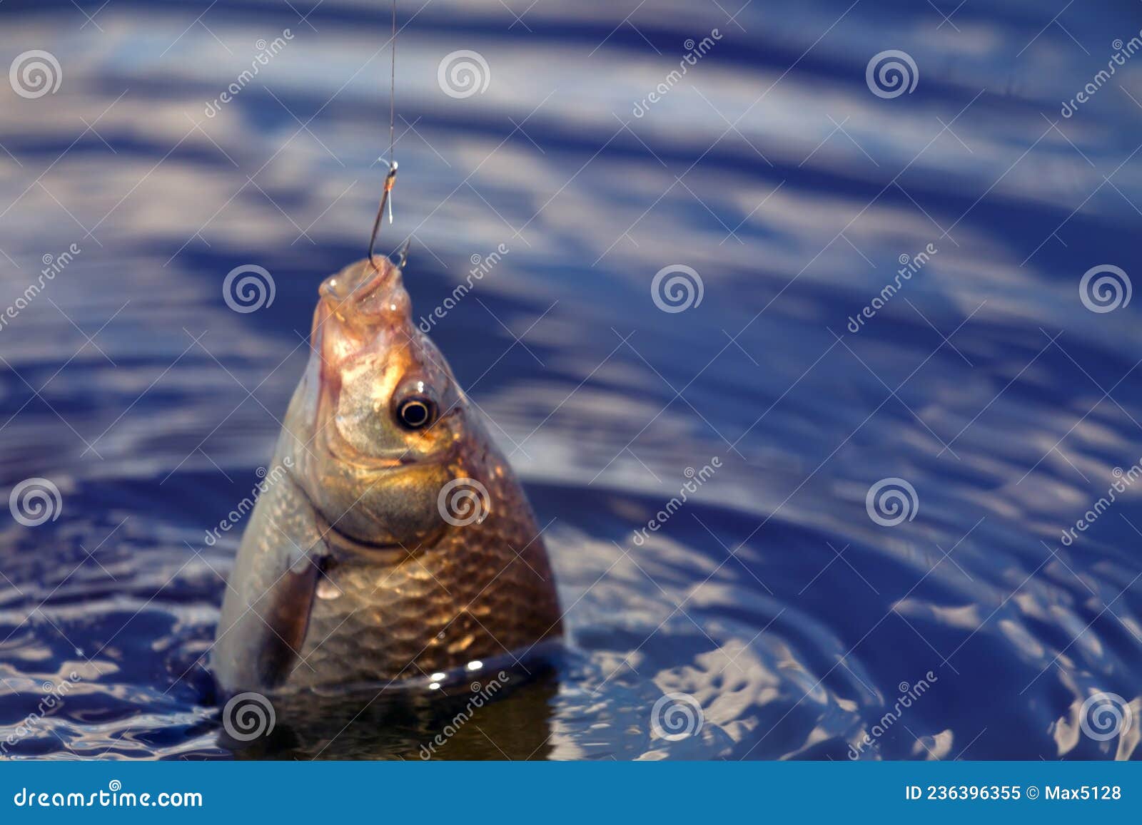 Fishing for Carp on a Cork Float Rod Stock Image - Image of active