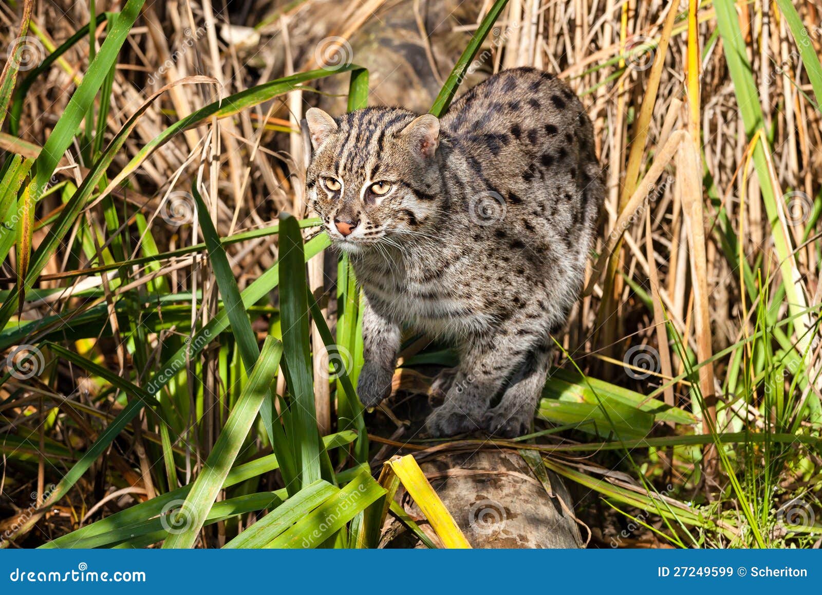 Fishing Cat Hunting in Long Grass Stock Image Image of nature, black