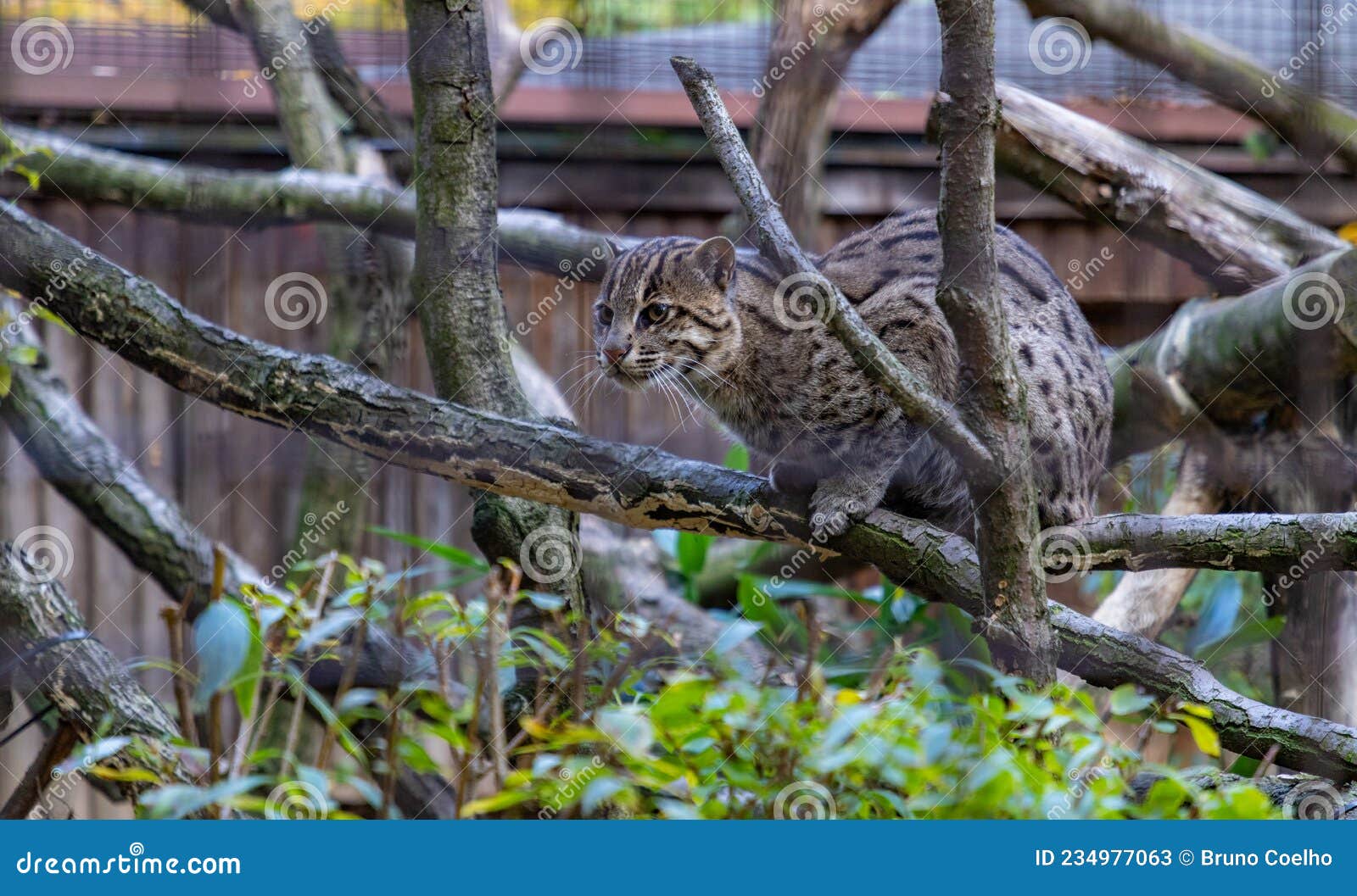 Fishing Cat stock image. Image of zoological, mammal 234977063