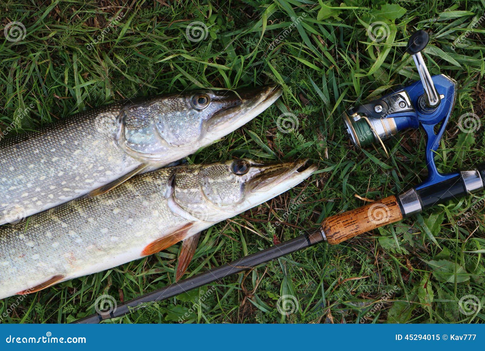 13,750 Pike Fishing Stock Photos - Free & Royalty-Free Stock Photos from  Dreamstime