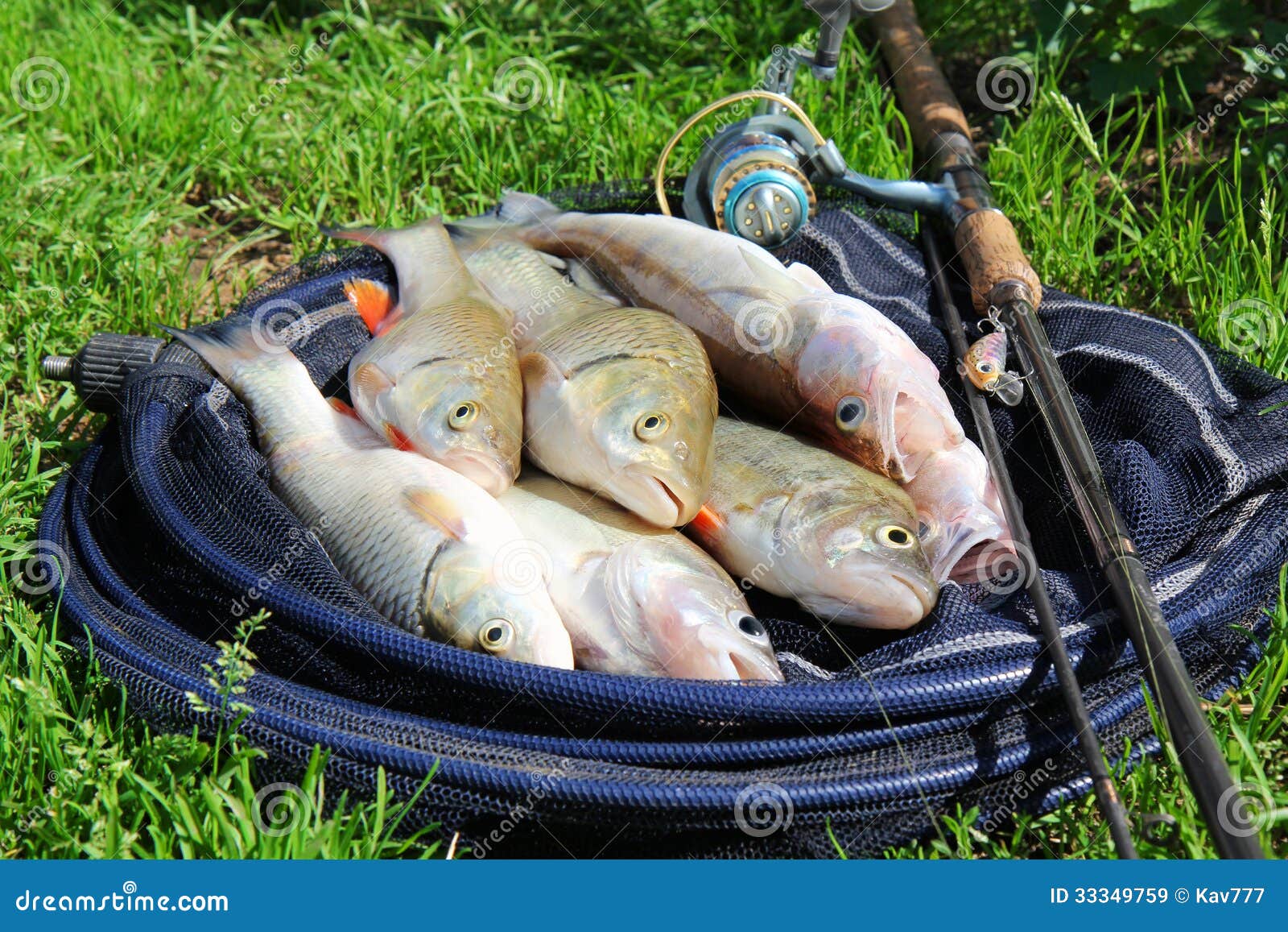 1,278 Chub Fish Stock Photos - Free & Royalty-Free Stock Photos