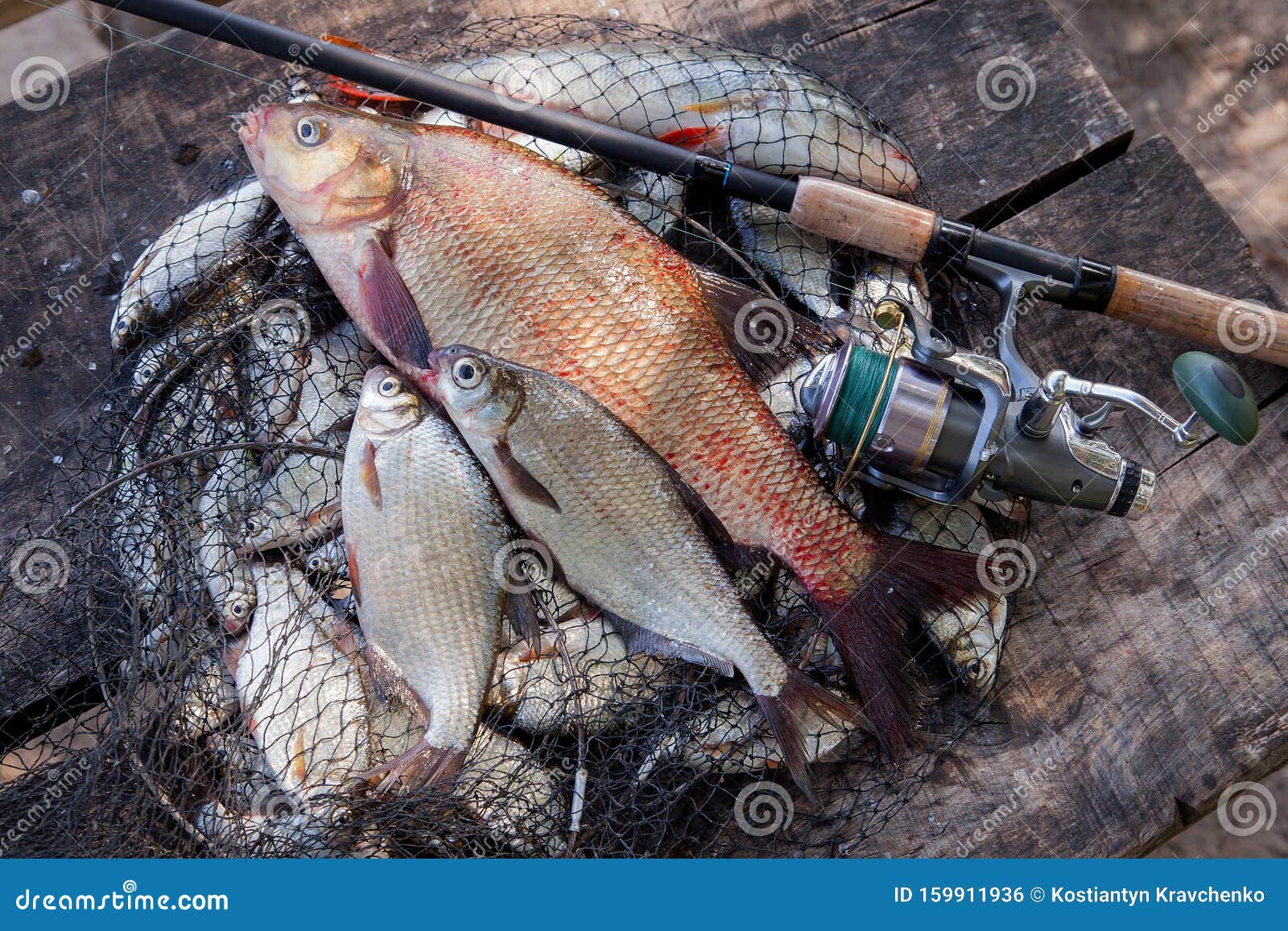 Trophy Fishing. Big Freshwater Bronze Bream or Carp Bream, White Bream or Silver  Bream and Fishing Rod with Reel on Landing Net Stock Photo - Image of  sport, grass: 159911936