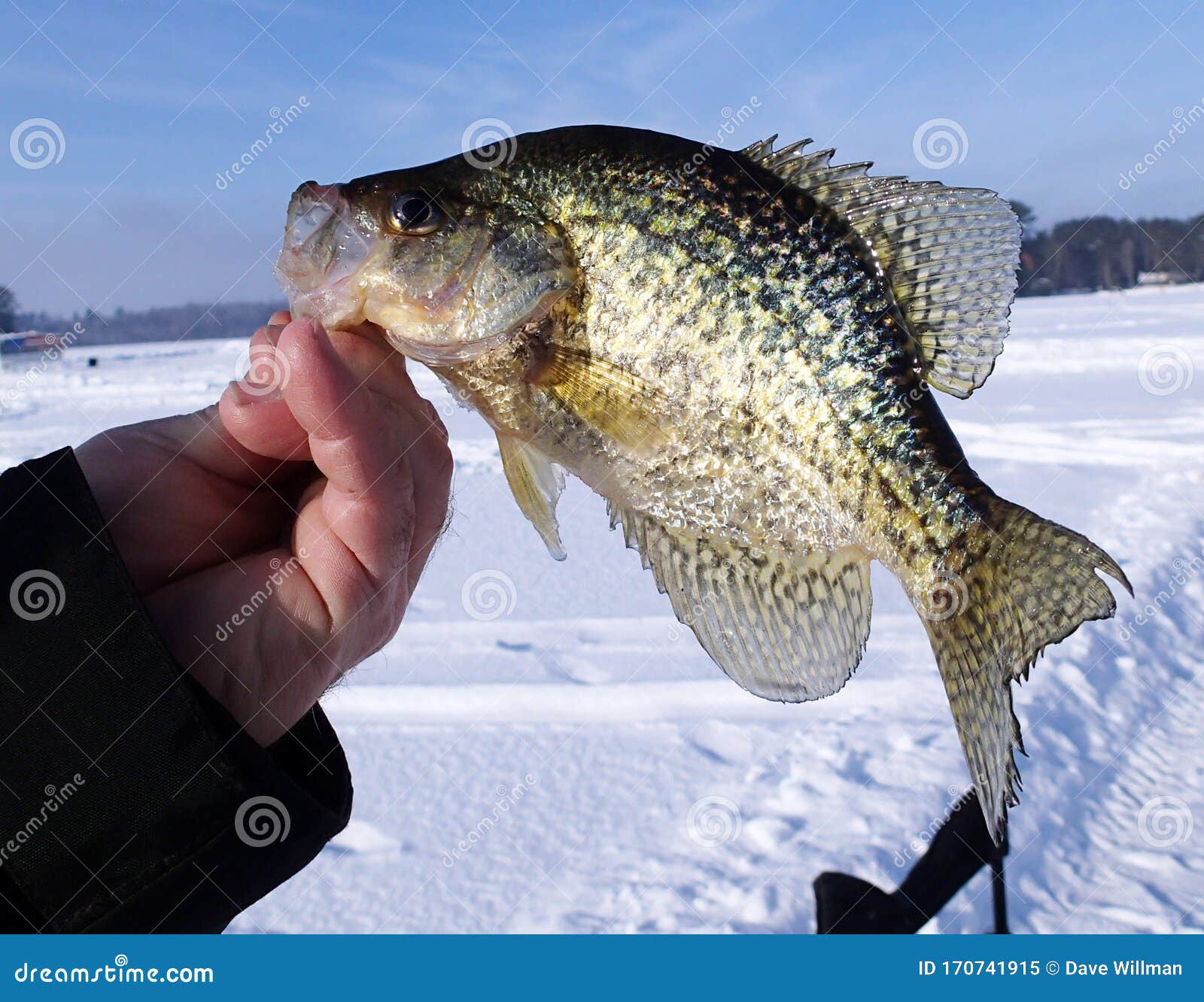Crappie Ice Fishing Stock Photos - Free & Royalty-Free Stock Photos from  Dreamstime
