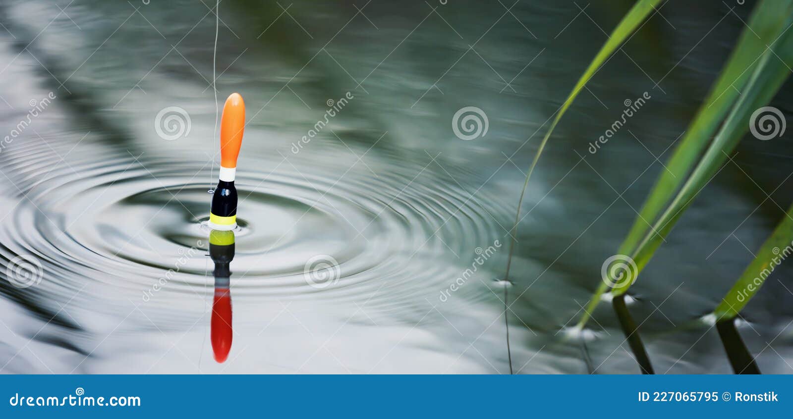 Fishing Float Floating in the Pond Water. Copy Space Stock Image - Image of  fish, lake: 227065795