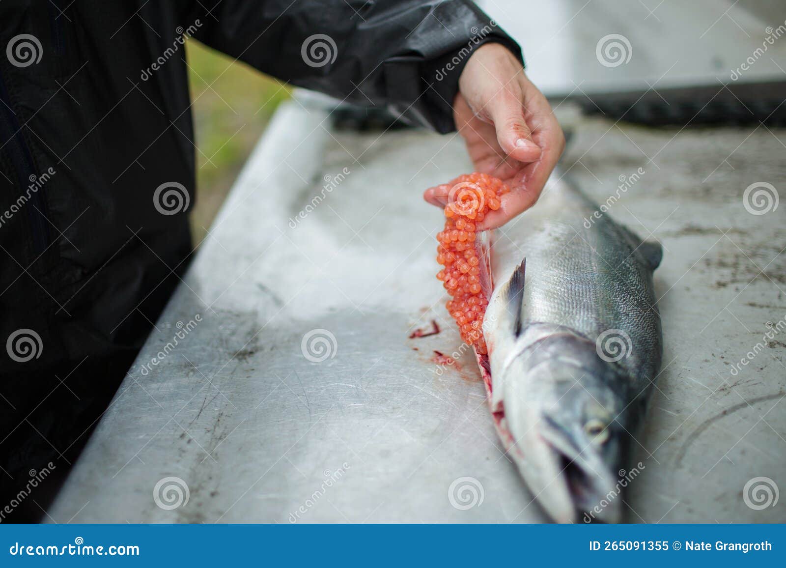 Salmon Eggs Fishing Guide Filet Salmon Alaska River Fisherman Angler Stock  Image - Image of fish, filet: 265091355