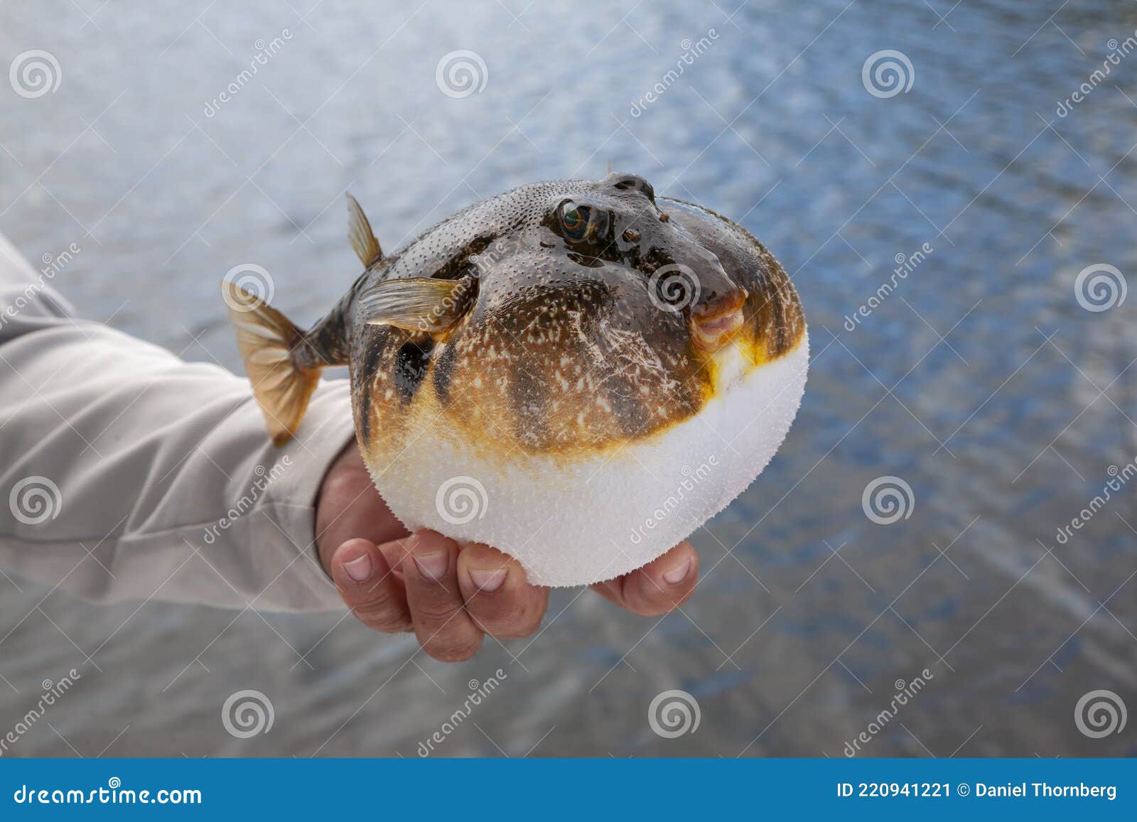 fishing guide holds up an inflated smooth puffer caught on the gulf coast of florida