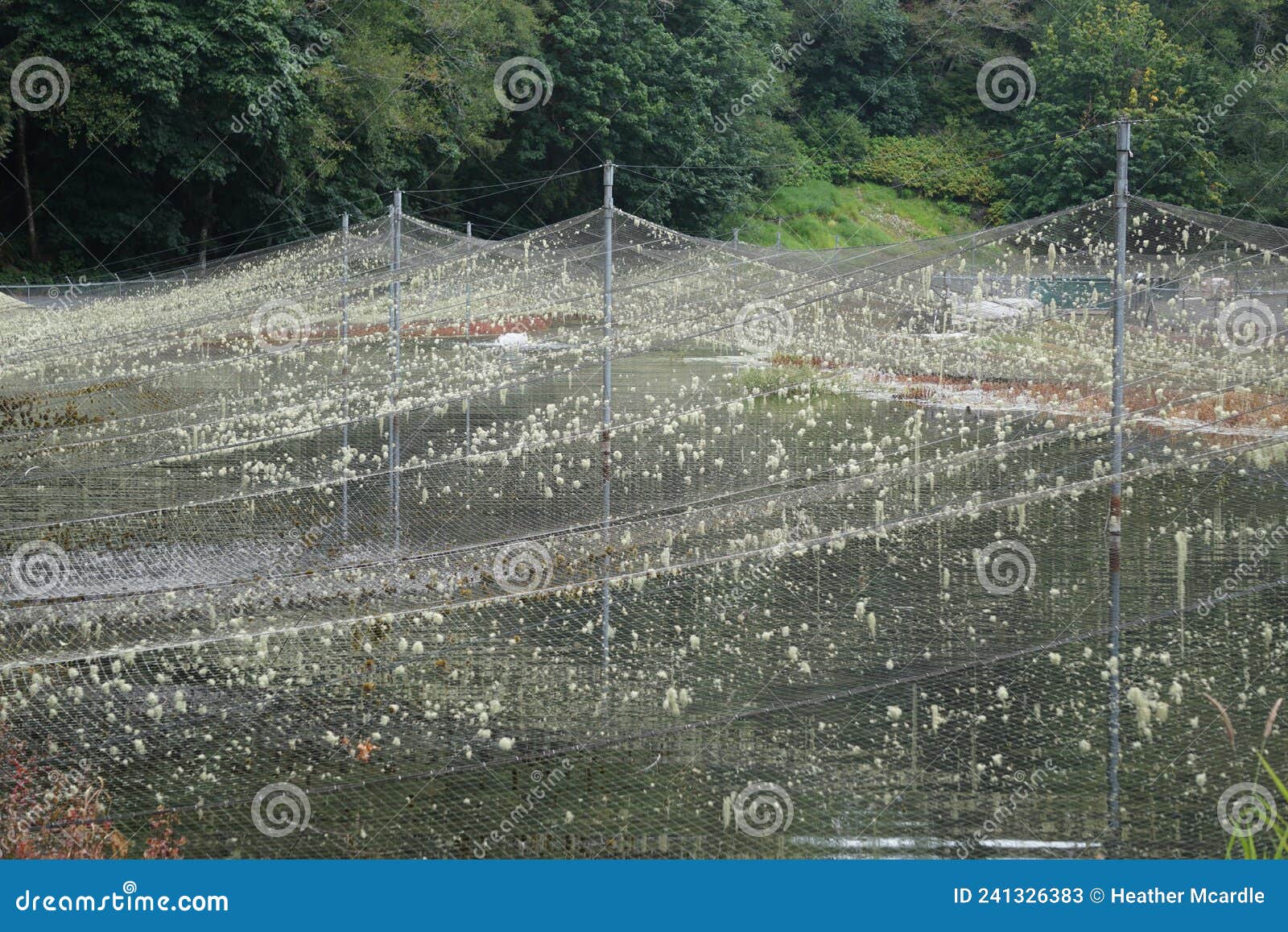 Lichen on Nets Covering the Fish Rearing Pond Stock Image - Image of jobs,  fish: 241326383
