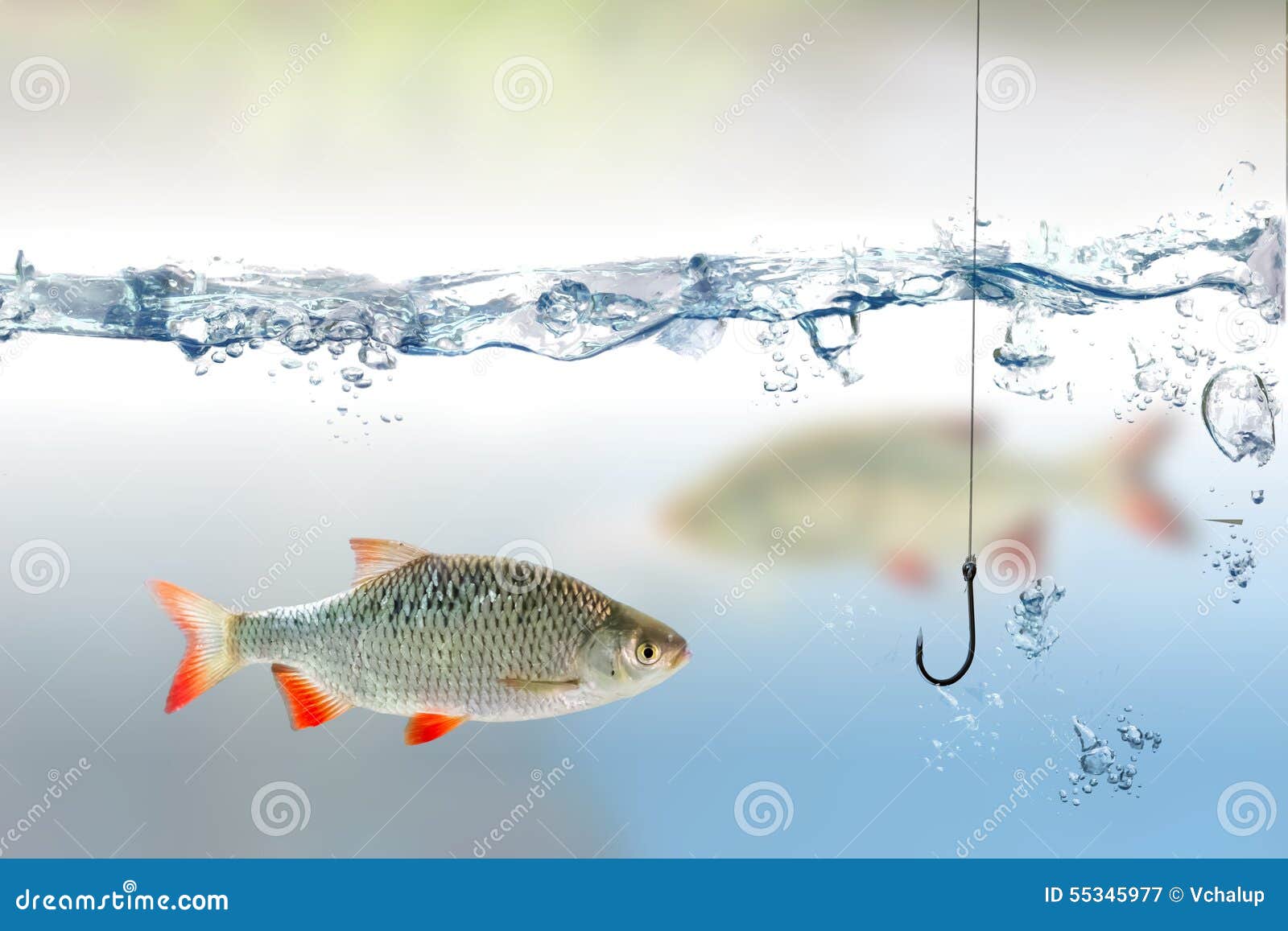 Fishing Hook Under Water and Fish Rudd Stock Image Image of fish