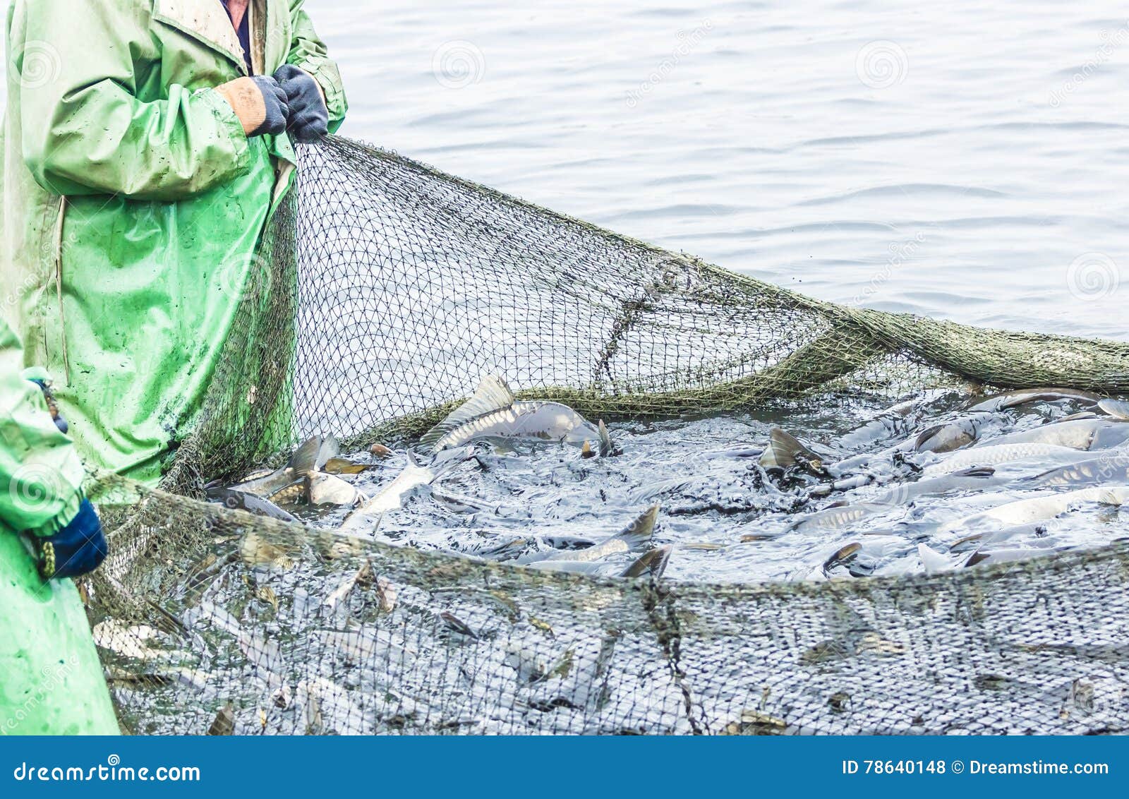 Fishing on the Lake. Man Pulls a Fish Net Stock Photo - Image of