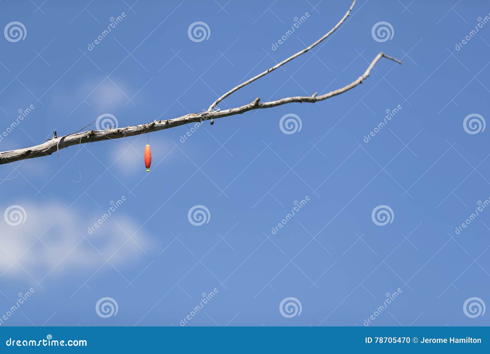 Fishing Line in a Tree stock photo. Image of nature, lake 78705470