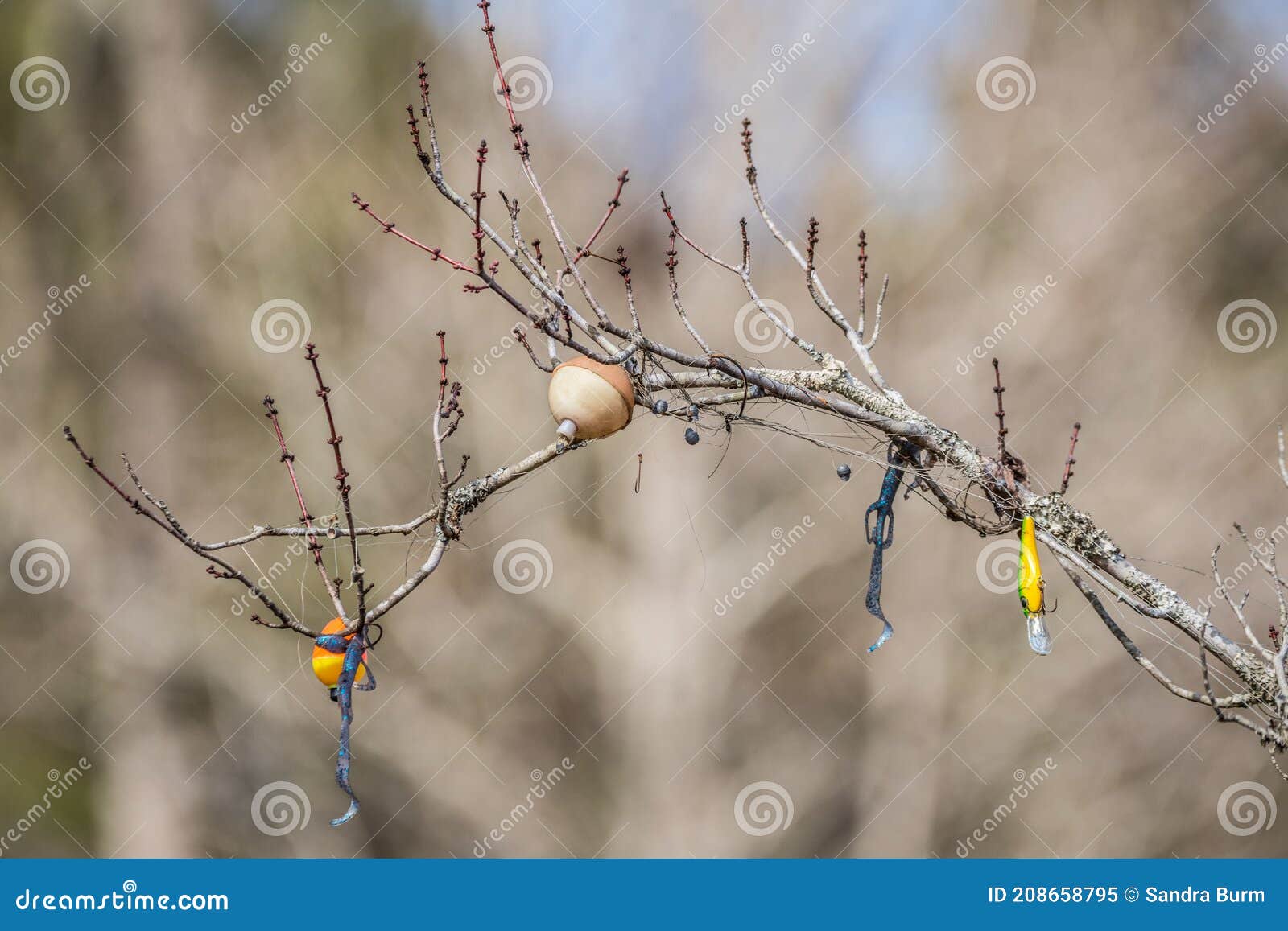 Fishing Lures On A Tree Branch Stock Photo, Picture and Royalty Free Image.  Image 70104470., fishing lure stuck in tree