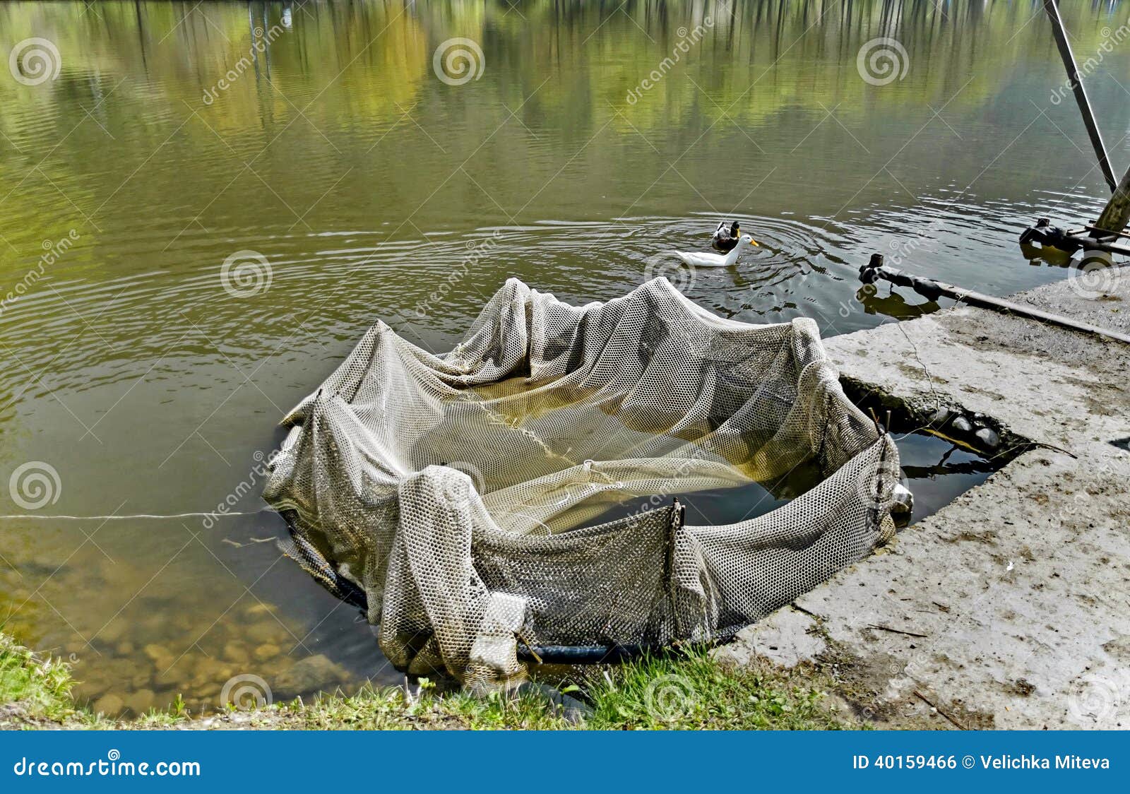 Fishing Net at Breeding-pond Stock Photo - Image of fish, lake: 40159466