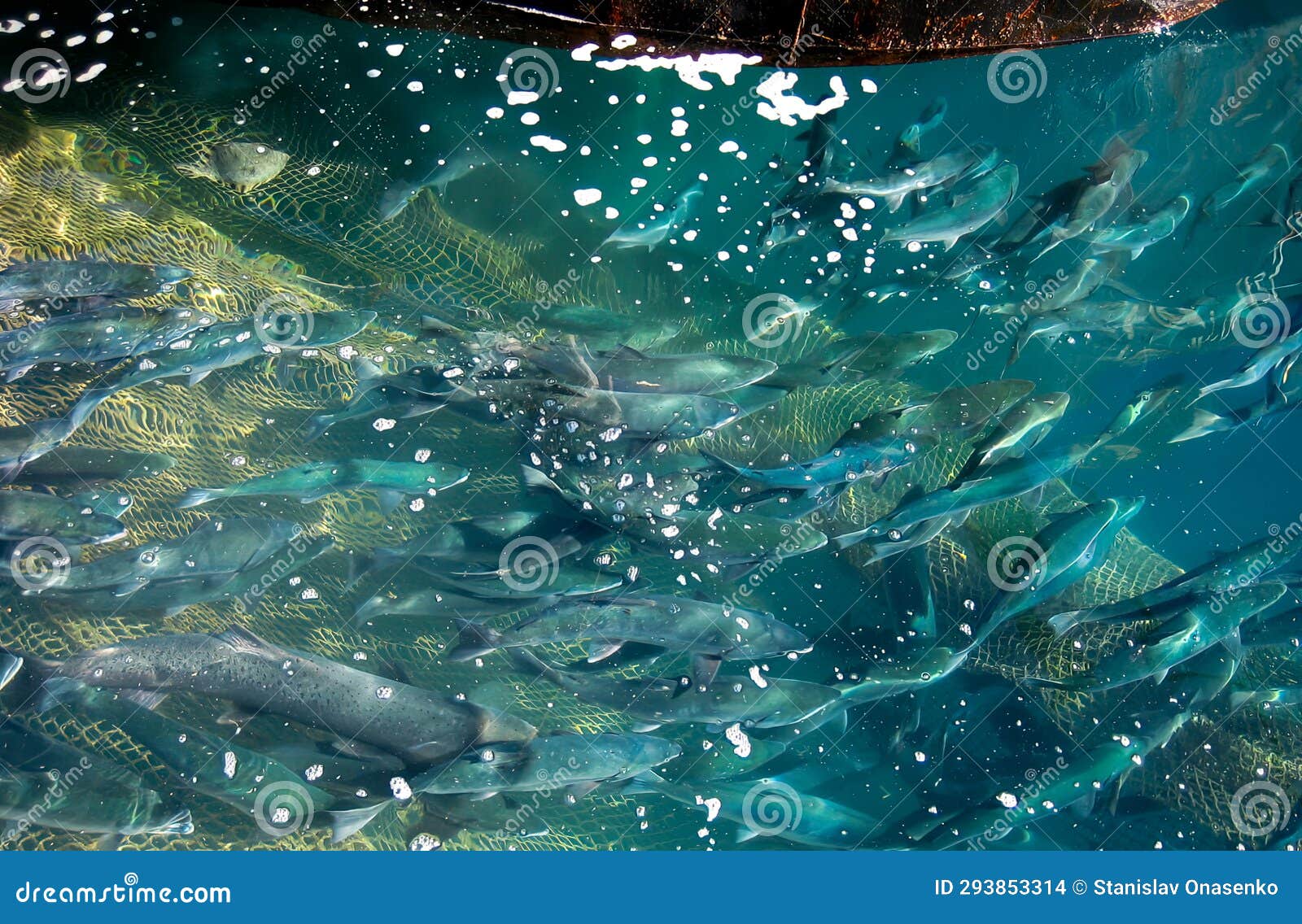 Fishing Net with a Full Haul of Assorted Saltwater Fish. Fishing Industry  Stock Photo - Image of catch, water: 293853314