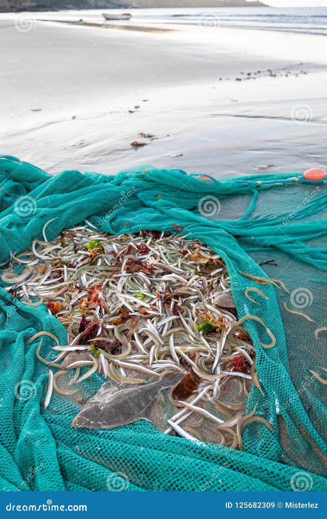 Fishing Net Full of Fish on Beach Stock Image - Image of live