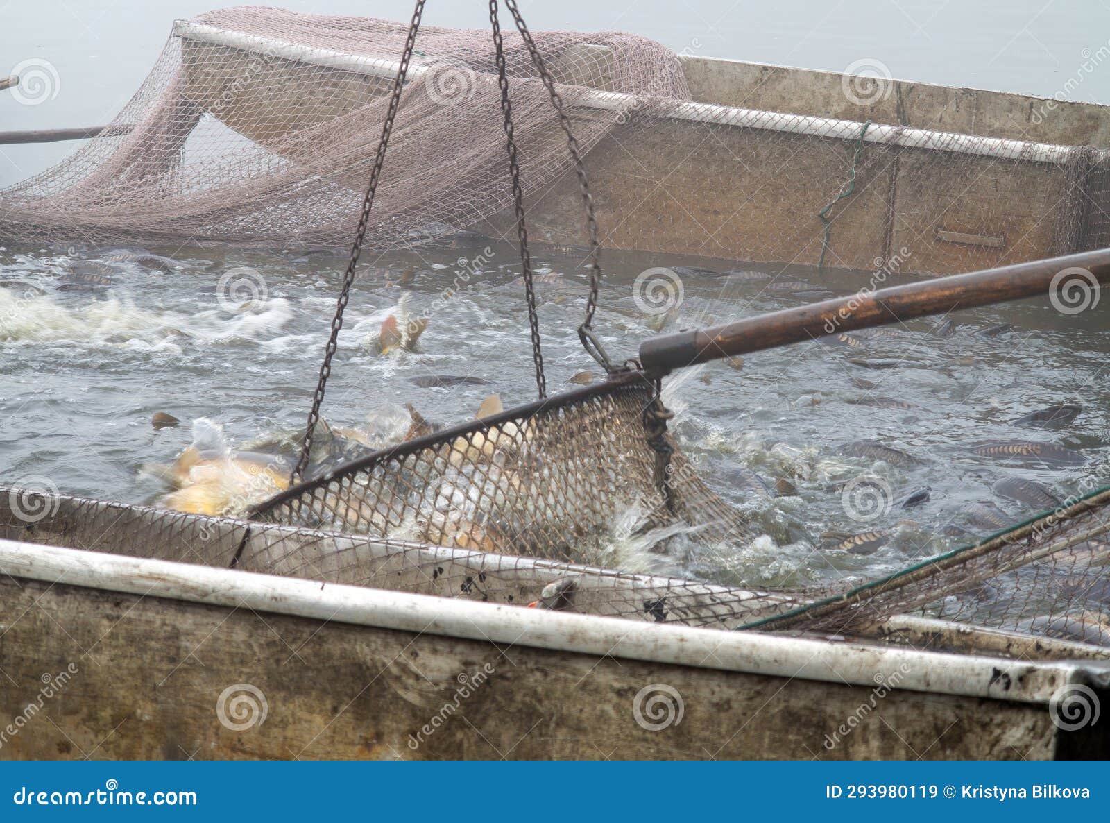 A Lot of Carps in Nets, Fishing Pond, Autumn Fishing, Autumn Catch of the  Pond Stock Image - Image of catch, boat: 293980119