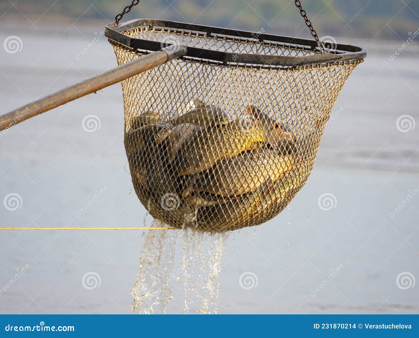 Fishing Pond , Fish in a Fishing Net Stock Photo - Image of