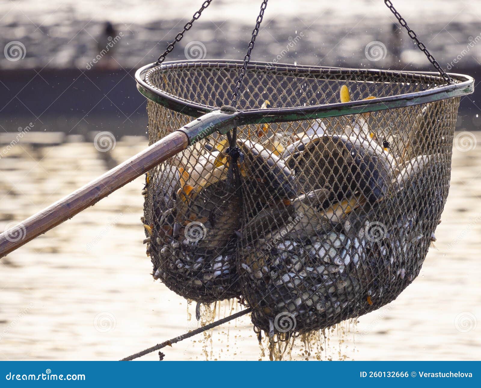 Fishing Pond, Sorting Fish Carp and Other Fish Stock Photo Image of