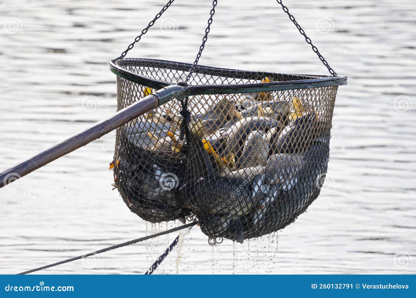 Fishing Pond, Sorting Fish Carp and Other Fish Stock Image Image of