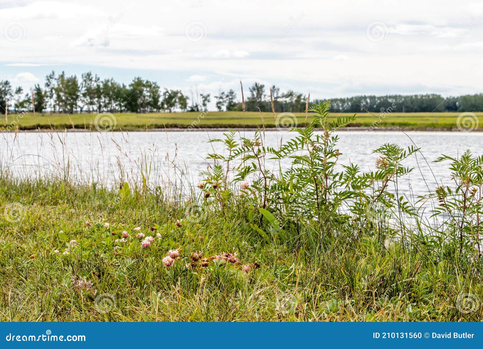 Fishing Ponds and Shorelines. Crossfield, Alberta, Canada Stock Photo