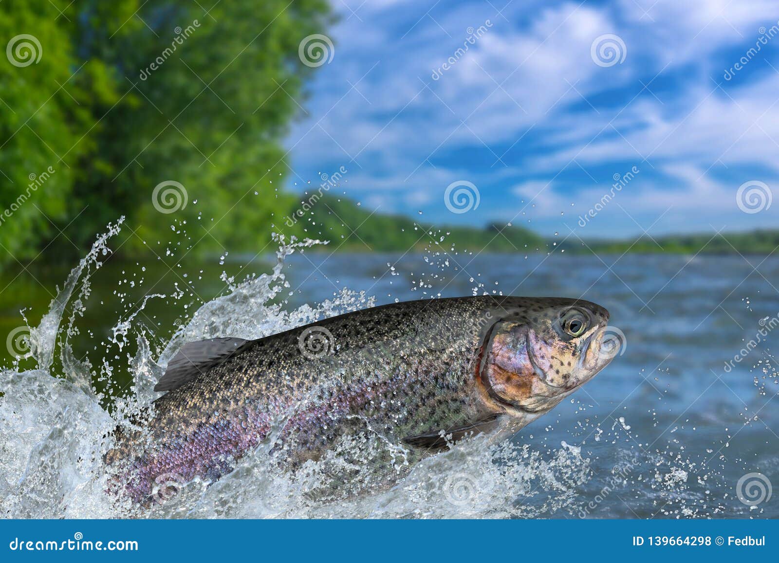 Fishing. Rainbow Trout Fish Jumping with Splashing in Water Stock