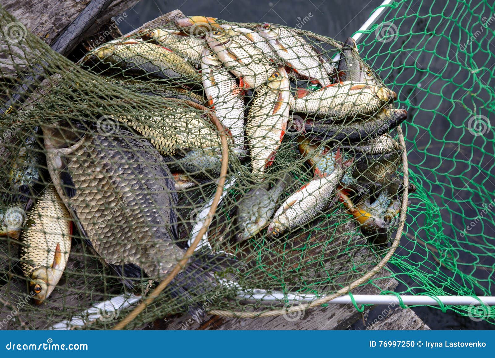 Hoop Net Fishing Stock Photos - Free & Royalty-Free Stock Photos