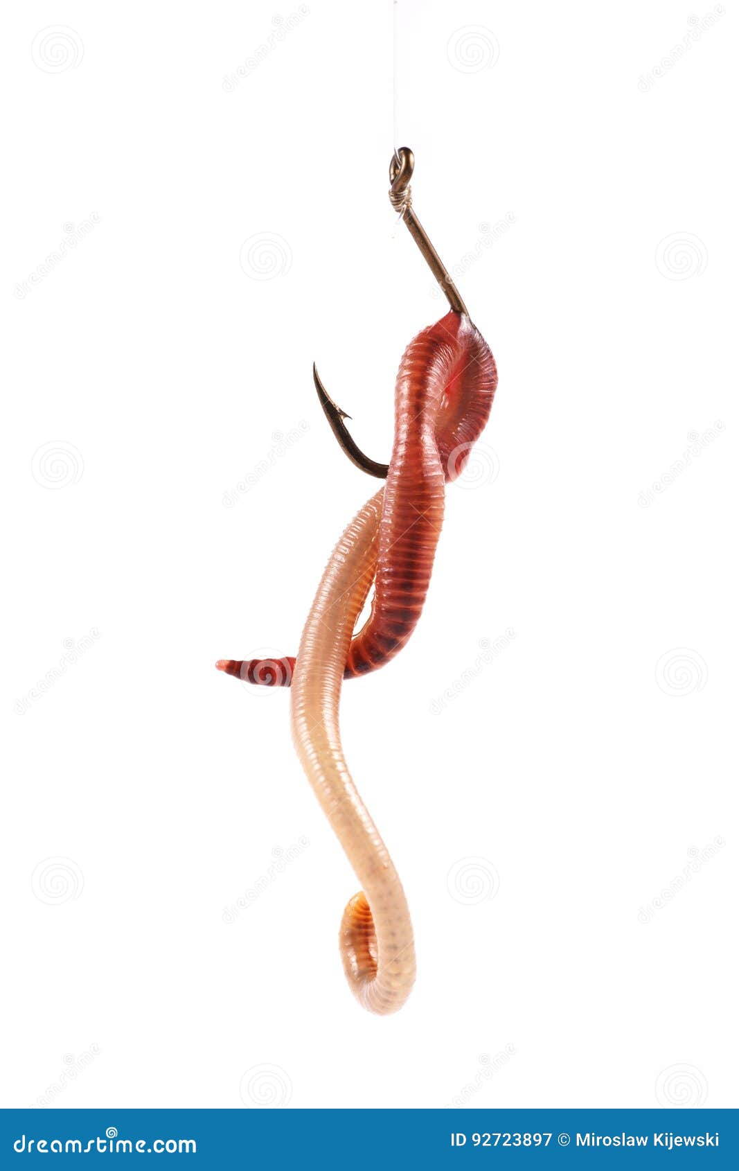 5,424 Fishing Worm Stock Photos - Free & Royalty-Free Stock Photos from  Dreamstime