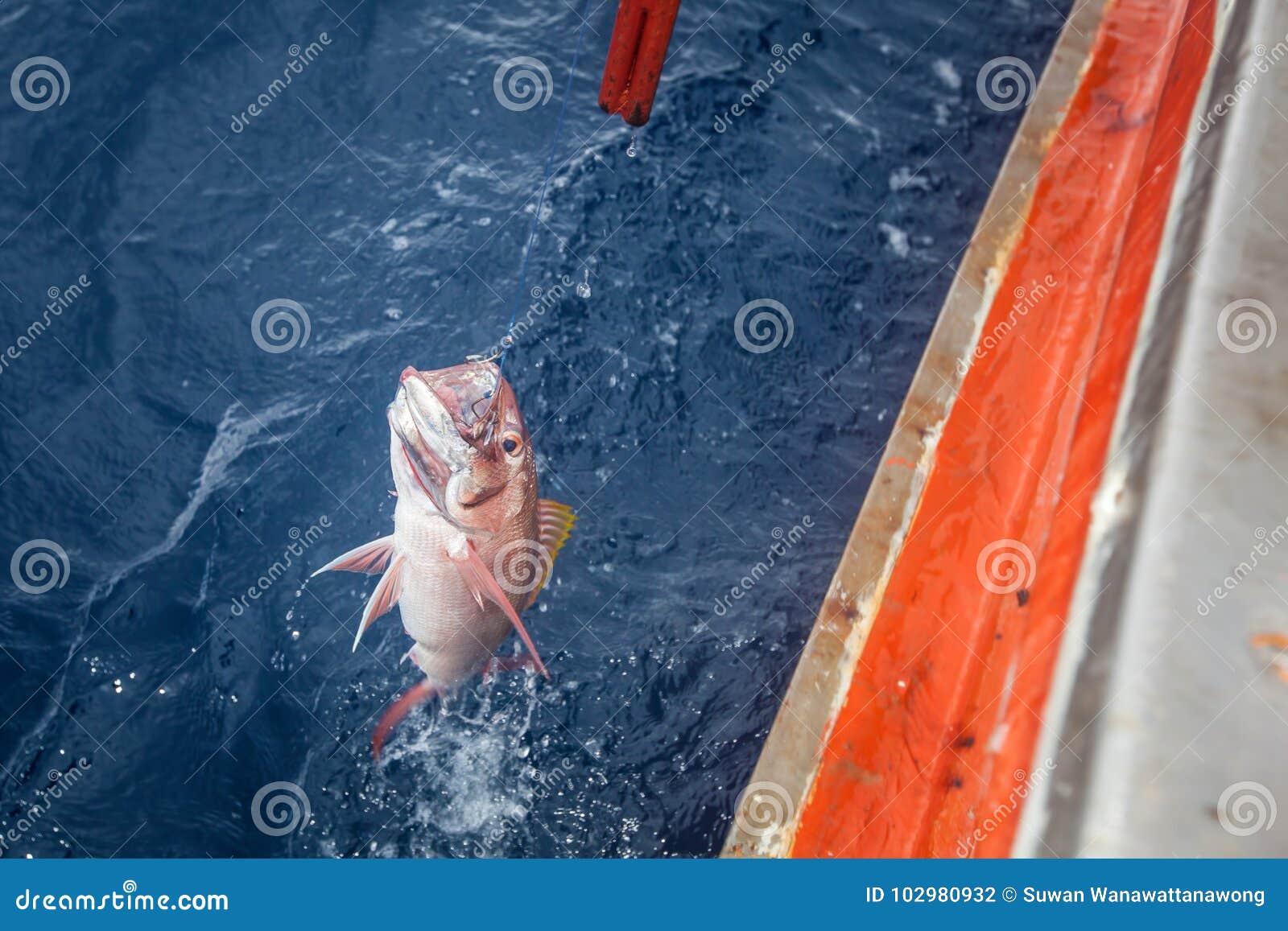 Deep sea fishing. job fish stock photo. Image of leisure