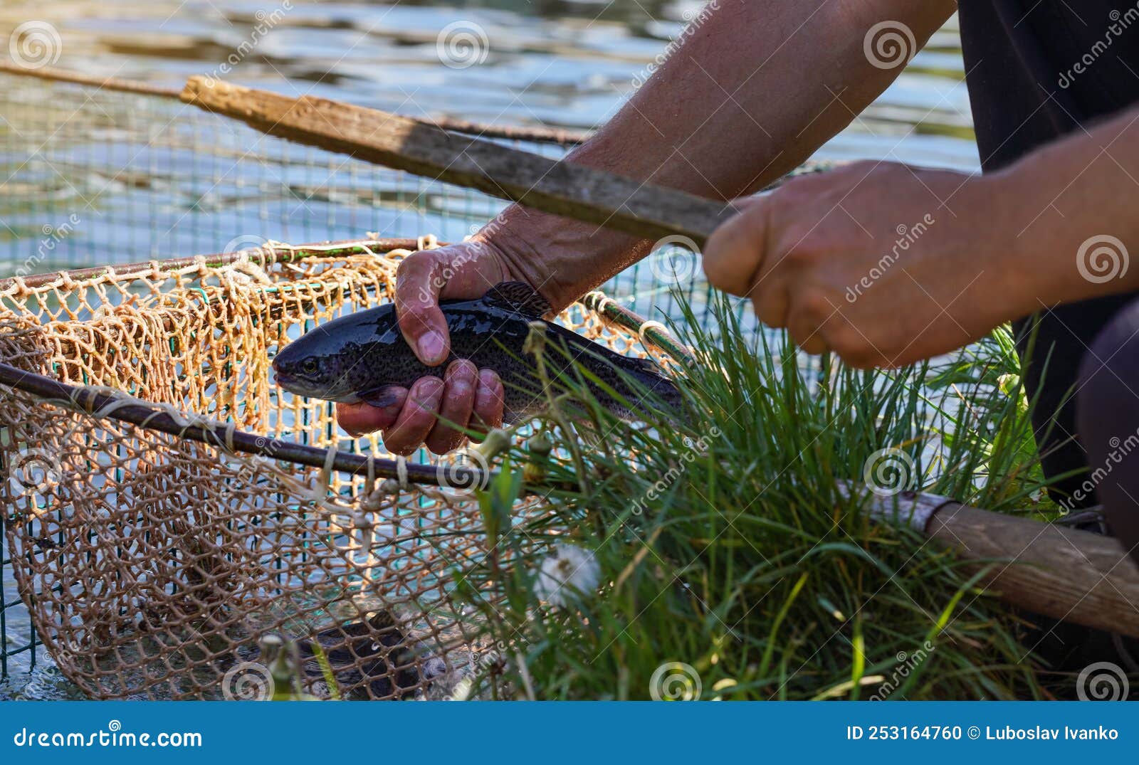 Fishing Scoop Net with Freshly Caught Rainbow Trout Fishes, Hand
