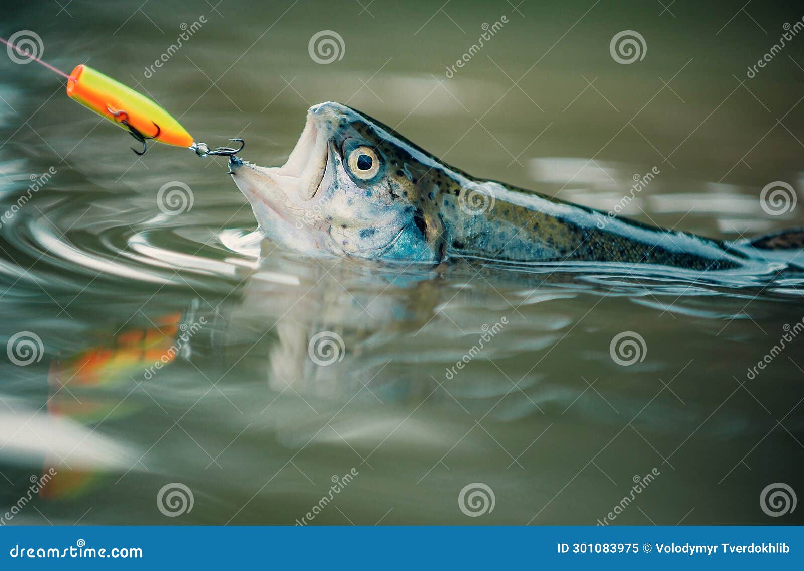 Fishing with Spinning Reel. Bass Fishing. Concepts of Successful Fishing.  Fish Head and Fishing Hook Stock Image - Image of equipment, fishing:  301083975