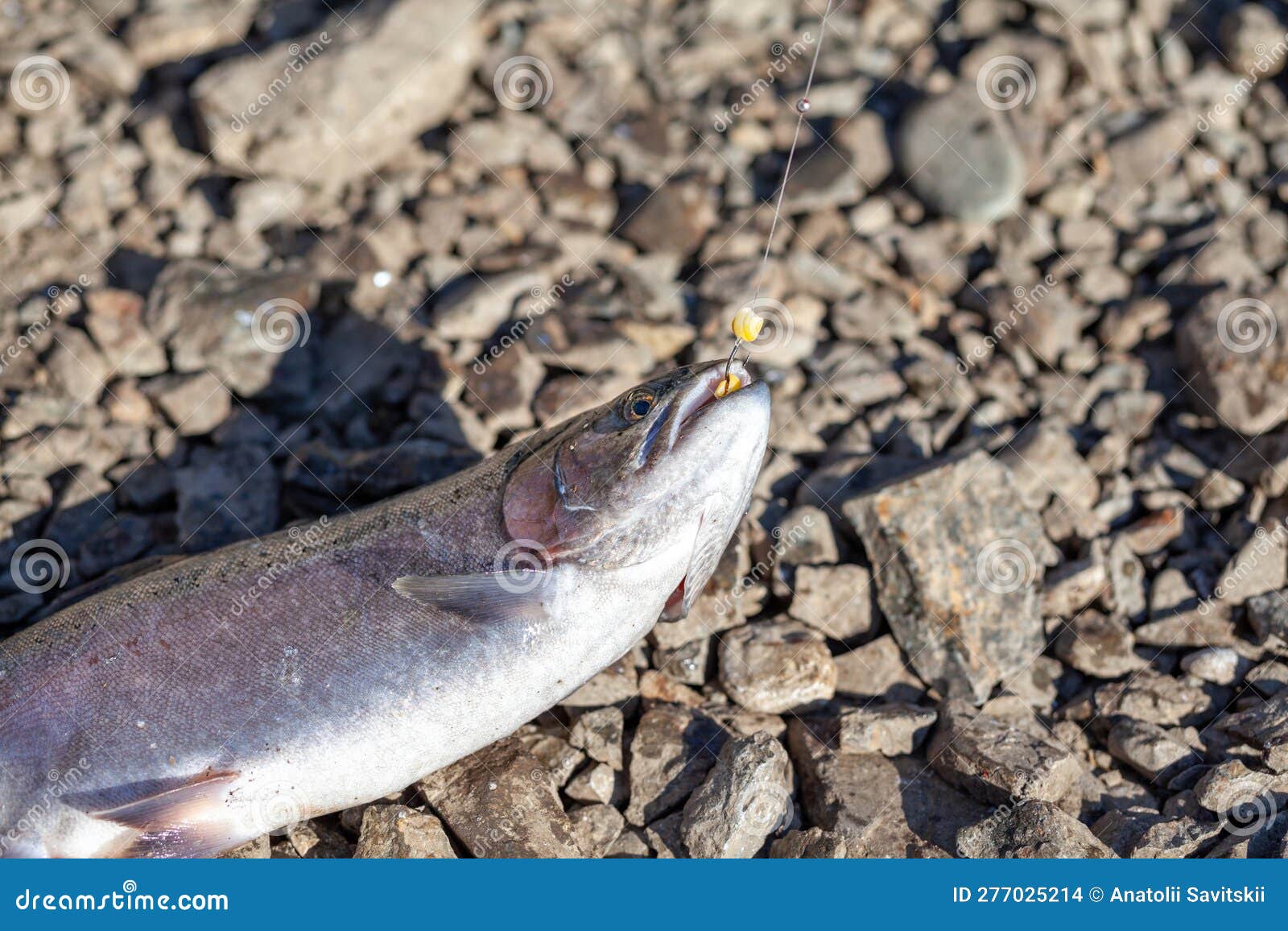 https://thumbs.dreamstime.com/z/fishing-trout-lake-shore-fishing-as-recreation-food-trout-open-season-shore-stream-fishing-fish-trout-open-season-nature-277025214.jpg
