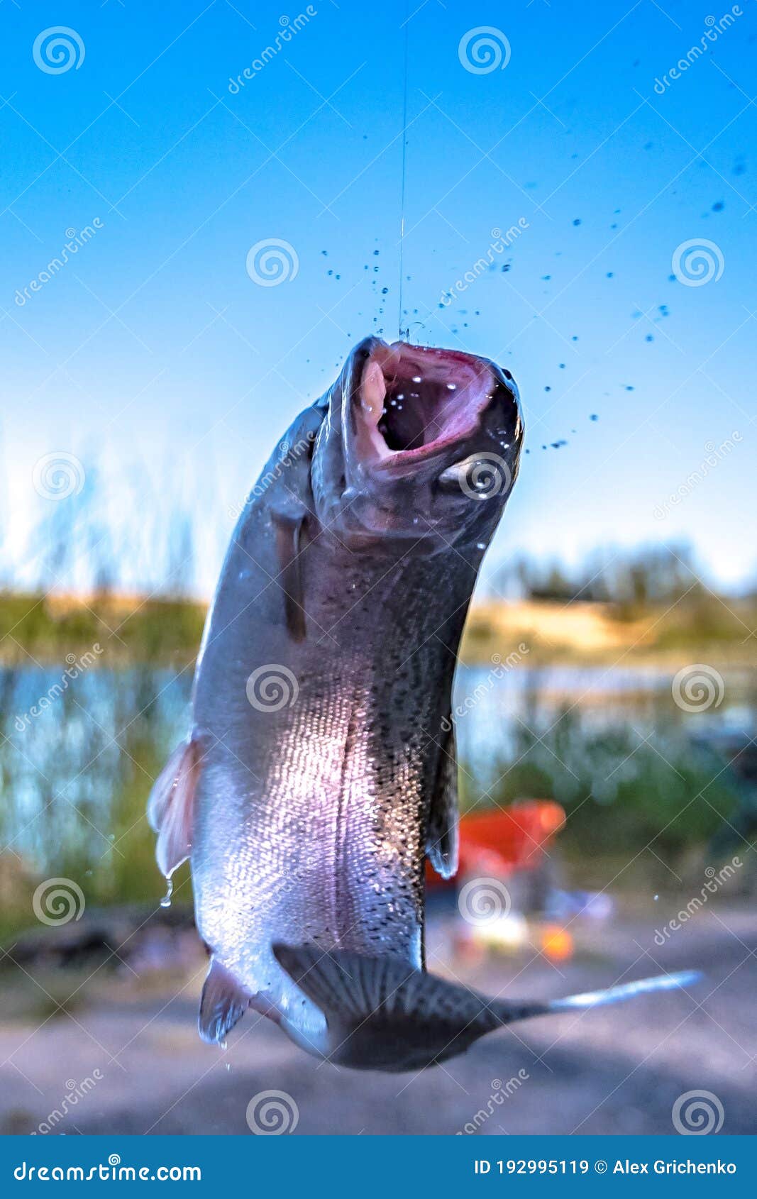 Fishing for Trout in a Small Lake in Washington State Stock Image