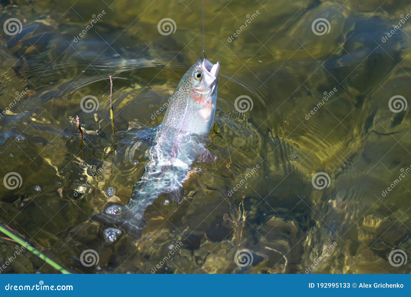 Fishing for Trout in a Small Lake in Washington State Stock Image