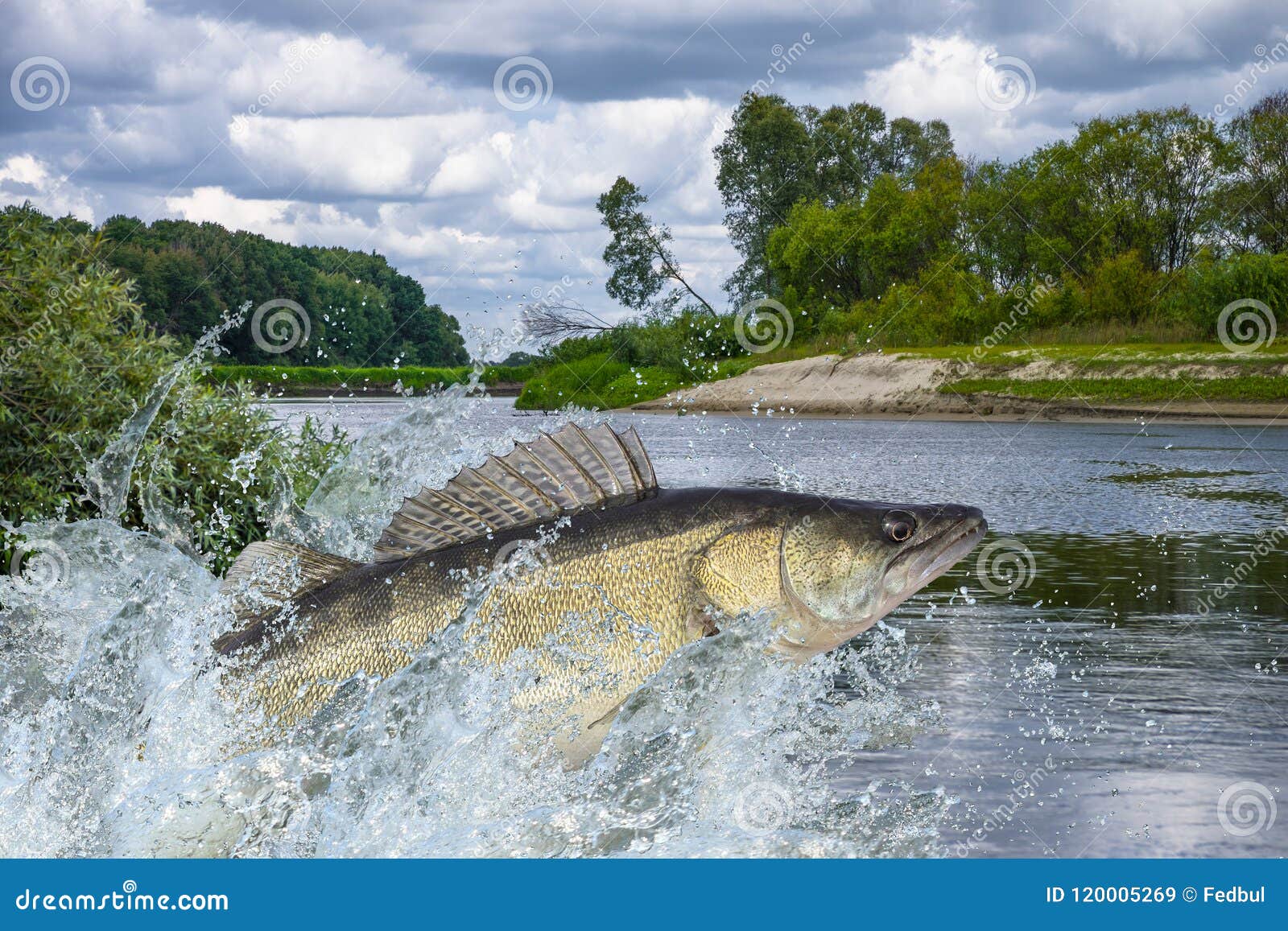 zander fish jumping with splashing in water