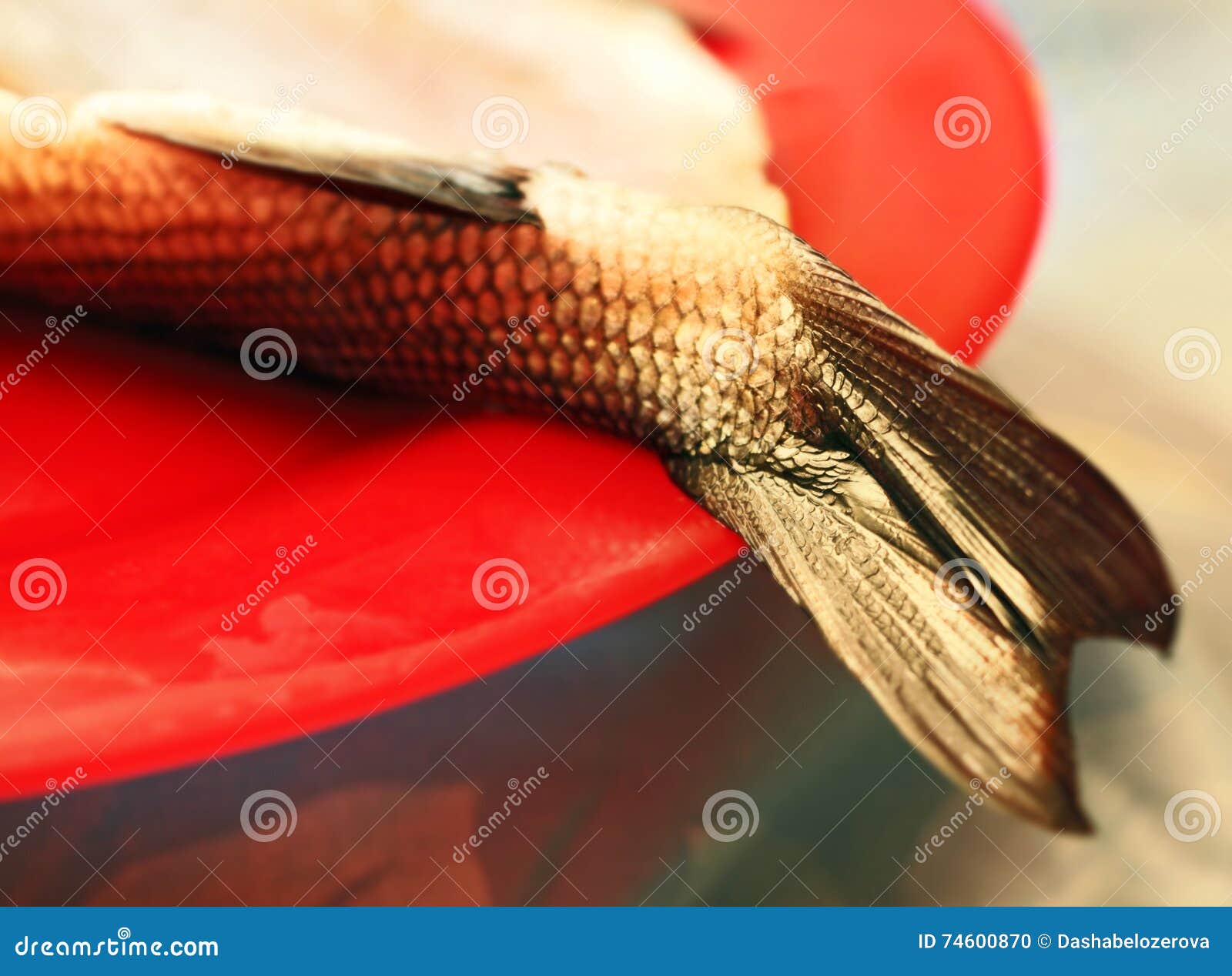 Fishtail on red plate stock photo. Image of fish, life 74600870