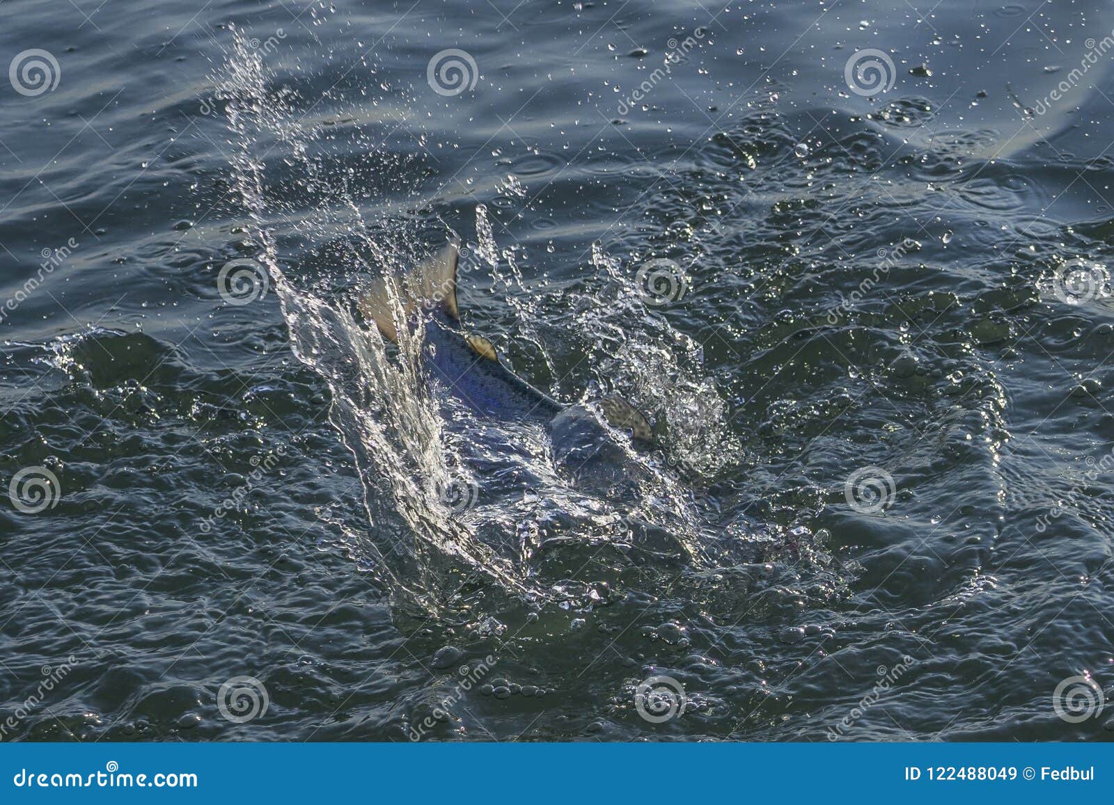Fishtail with Splashing after Jumping Fish in Water. Area Trout