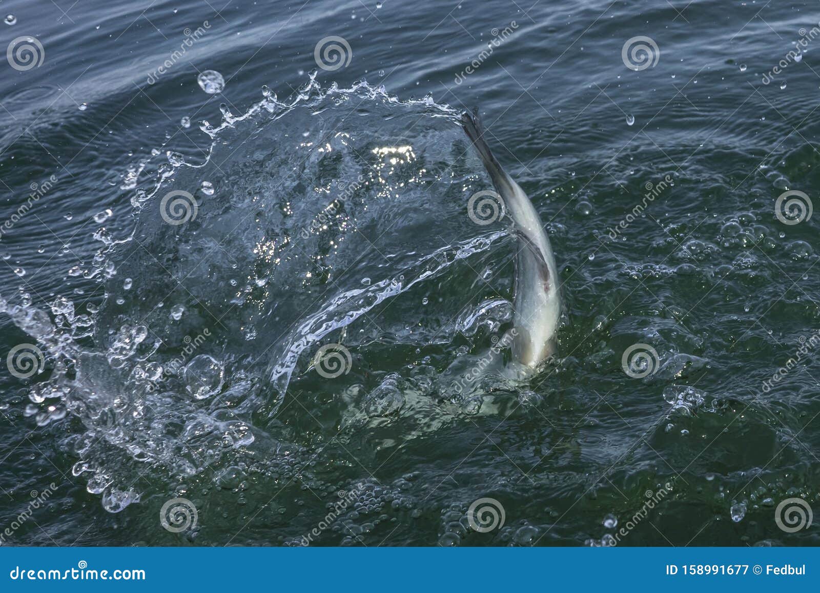 Fishtail with Splashing after Jumping Fish in Water. Area Trout