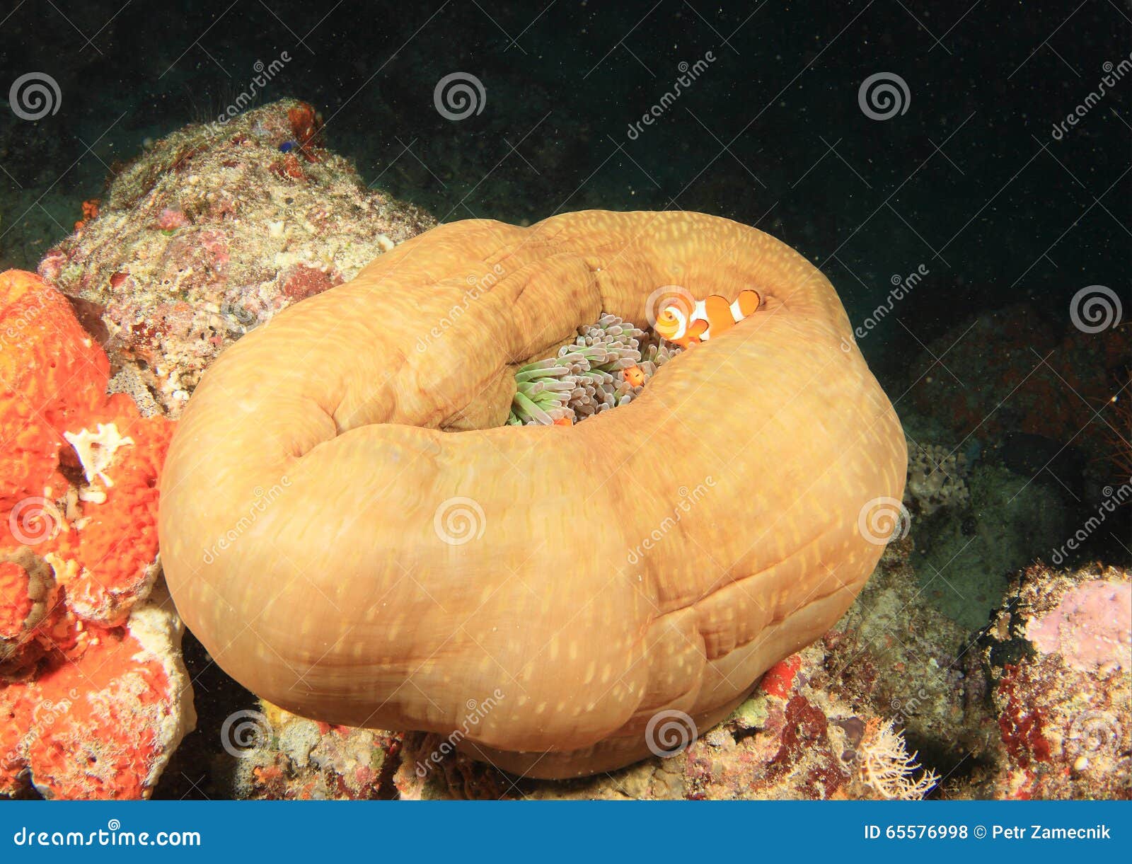 Fisk - clownanemonfish. Fisk - nederlag för clownanemonfish (amphipriorpercula) i stängd anemon - Raja Ampat, Papua Barat, Indonesien