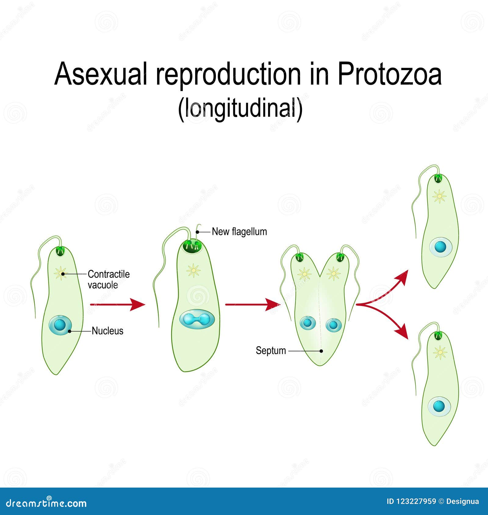 Is euglena a plant or an animal information
