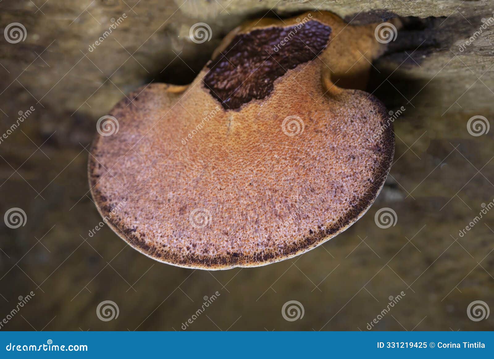 fistulina hepatica, commonly known as the beefsteak fungus, beefsteak polypore, poor manâs steak, ox tongue, or tongue mushroom