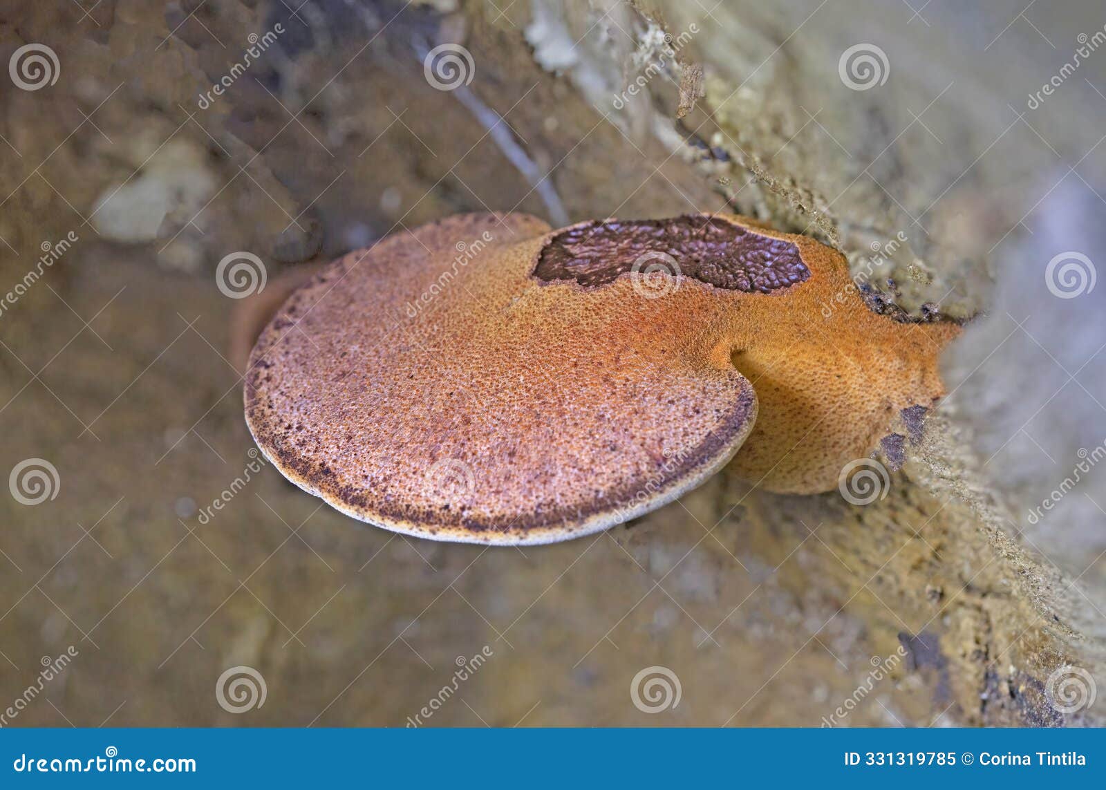 fistulina hepatica, commonly known as the beefsteak fungus, poor manâs steak, ox tongue