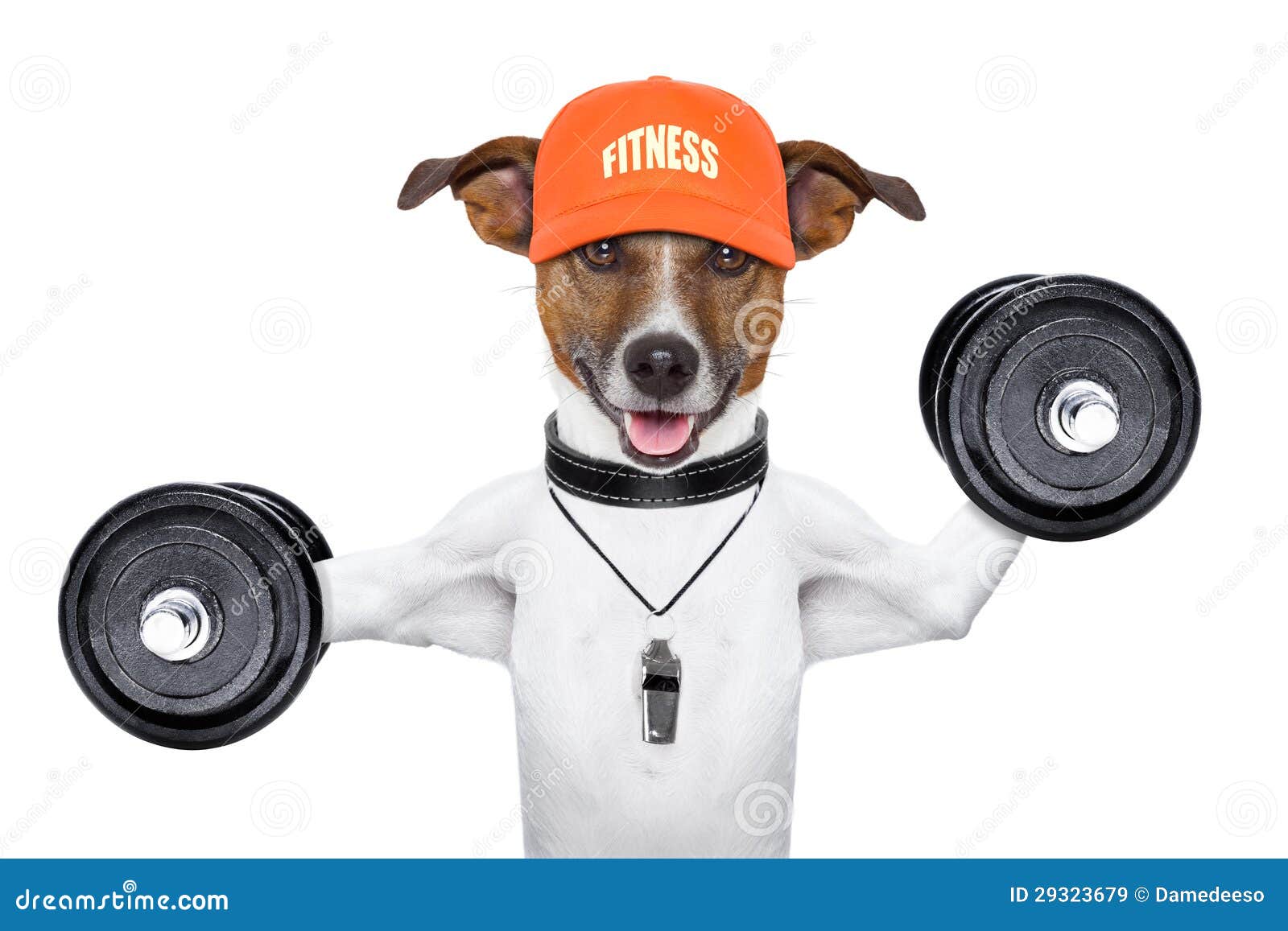 Fitness dog stock image. Image of athlete, exercise, slim 29323679