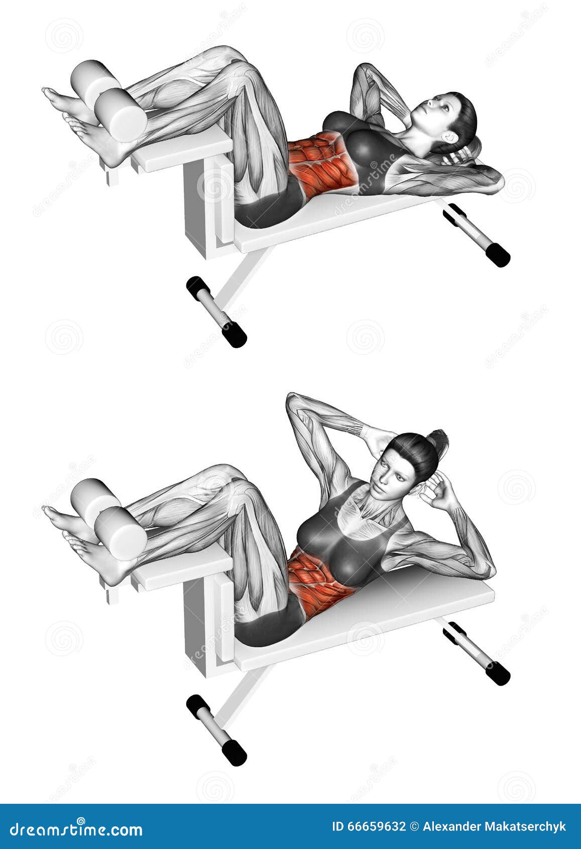Fitness Exercising Crunch Bench Female Stock Illustration Illustration Of Compound