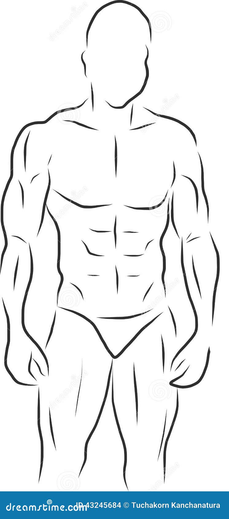 human anatomy of abs