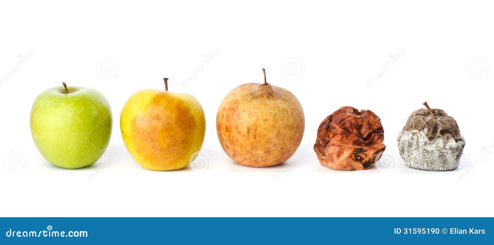 five apples in various states of decay