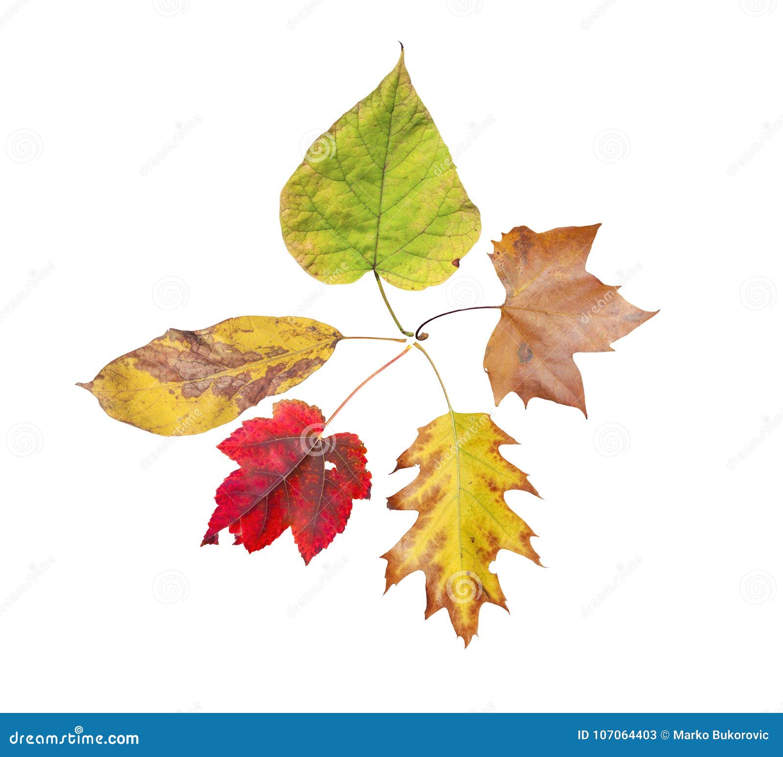 Five Autumn Natural Colored Leaf from Tree Isolated on White Stock ...